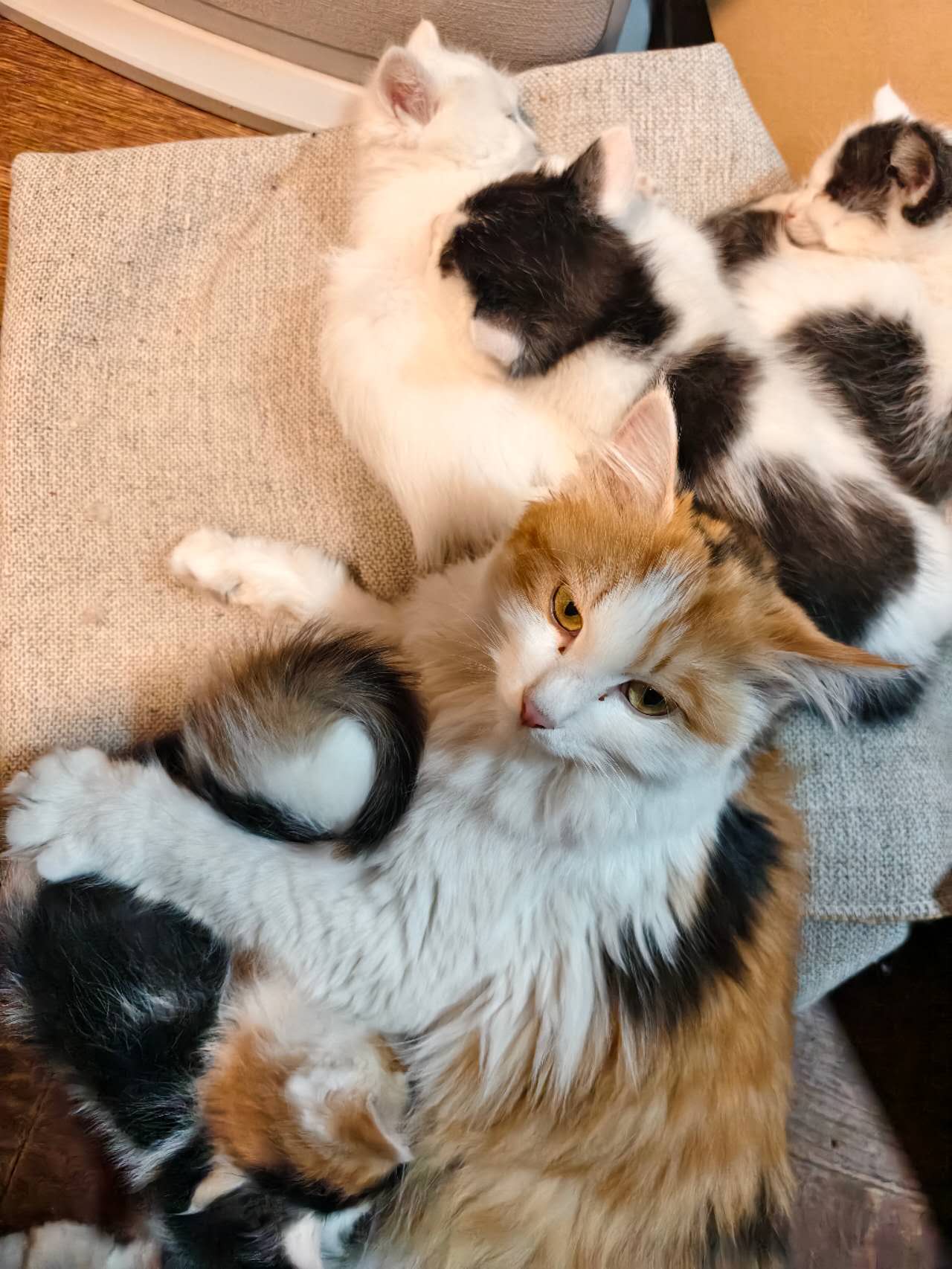 猫妈妈小小花